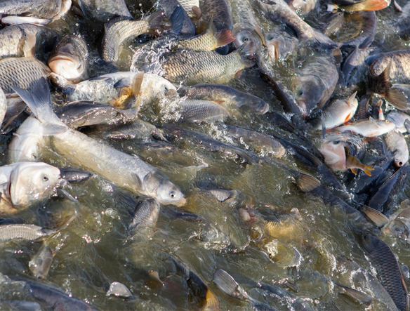 Fish Farming