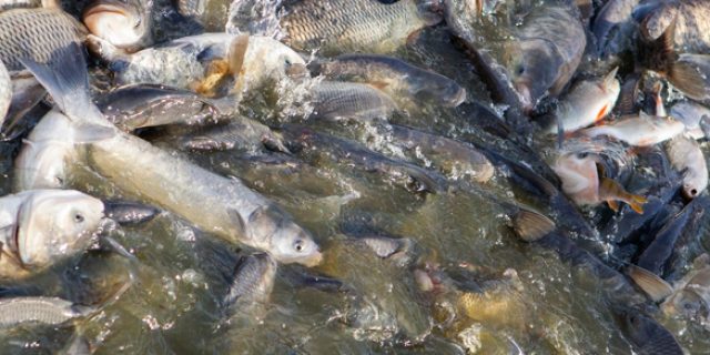 Fish Farming