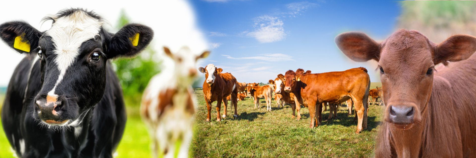 OVAZ CATTLE FARMING