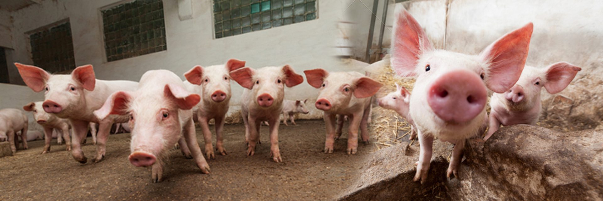 Ovaz Pig Farms 